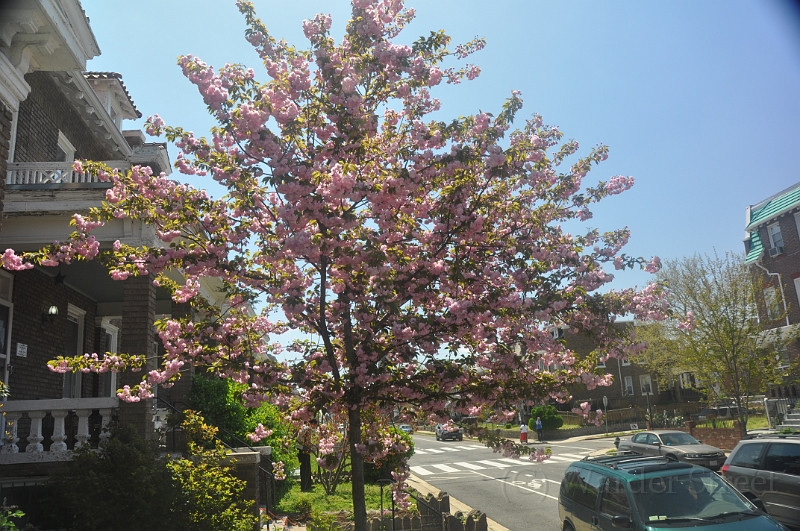 Kwanzan Cherry Tree 2011 03.jpg